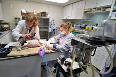 Dentistry_anes_copy_gallery